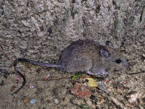 トウヨウイエネズミ