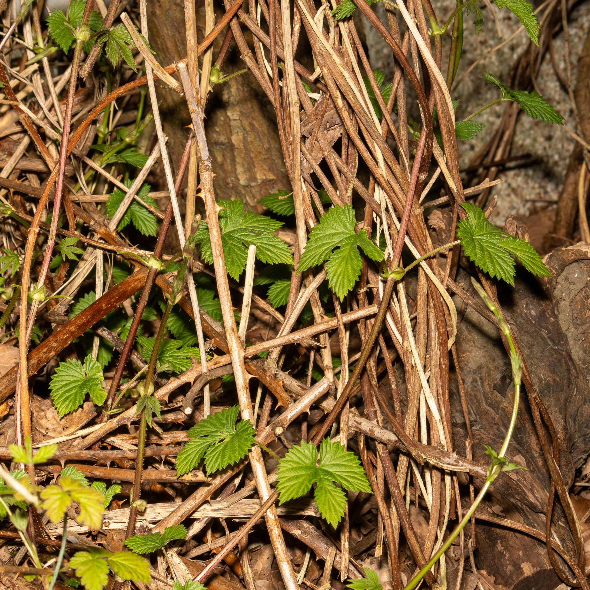 Common Hops (Humulus lupulus)