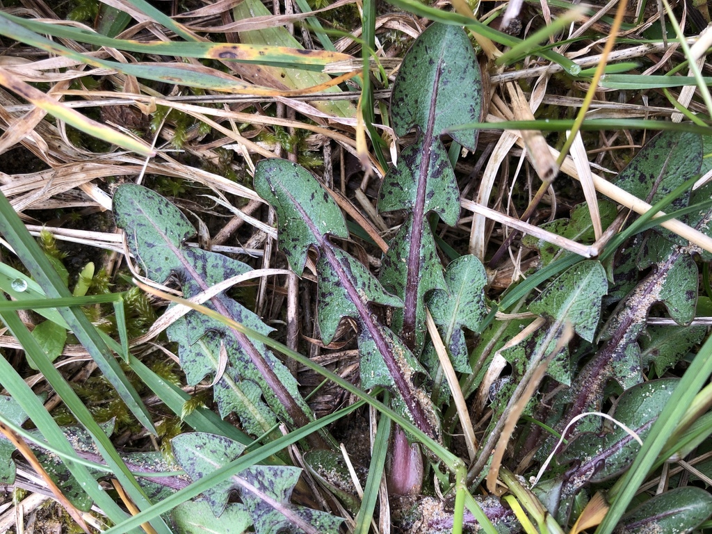 spotty dandelions