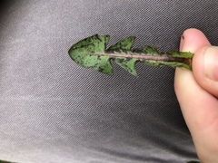 Taraxacum euryphyllum