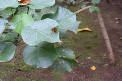 Rhodopygia cardinalis