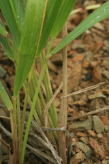 Anthoxanthum glabrum