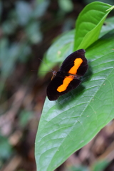 Catonephele acontius