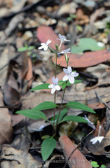 Pseuderanthemum variabile