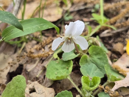 short-hair violet (Viola keiskei)