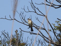 Pycnonotus sinensis sinensis