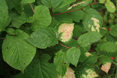 Actinidia kolomikta