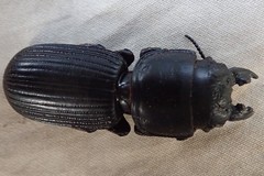 Passalidius fortipes