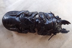 Passalidius fortipes