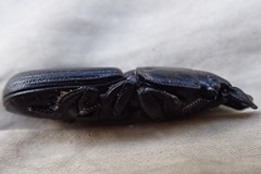 Passalidius fortipes