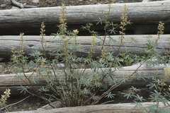 Lupinus angustiflorus