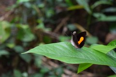 Catonephele acontius