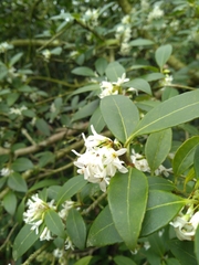Osmanthus × burkwoodii