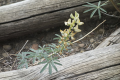 Lupinus angustiflorus