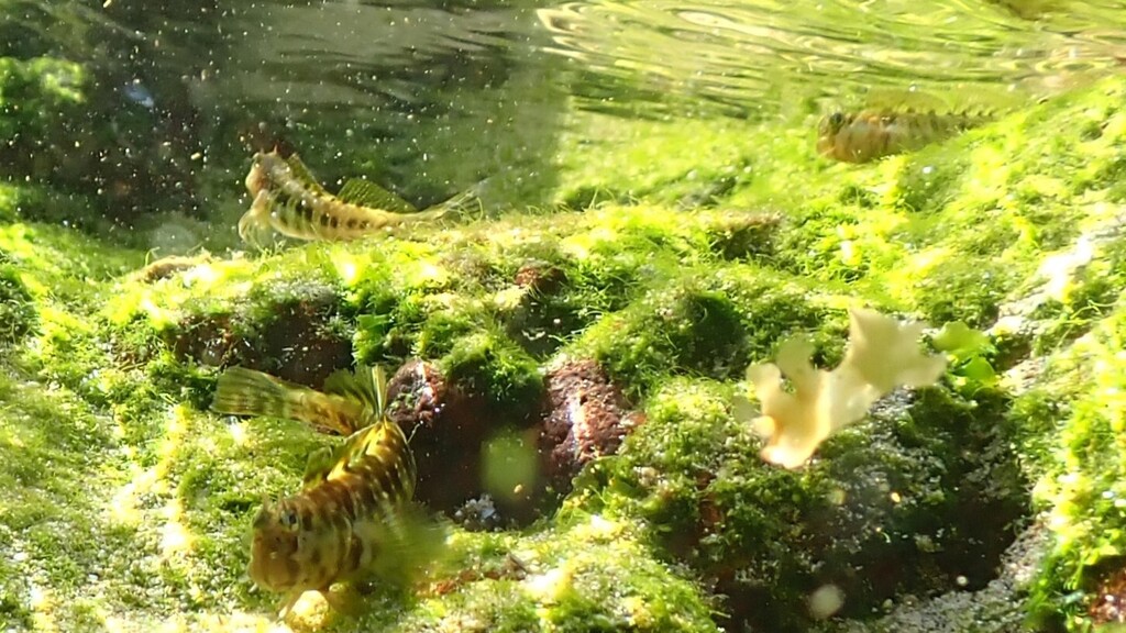 Rockpool blenny (Entomacrodus vomerinus) — Blenniidae