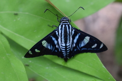 Jemadia