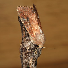 Apamea lateritia