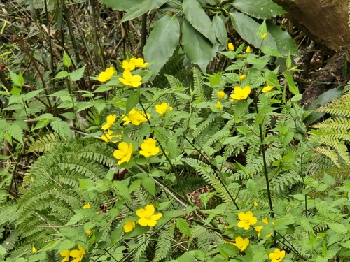 Japanese Kerria (Kerria japonica)