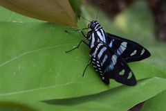 Jemadia