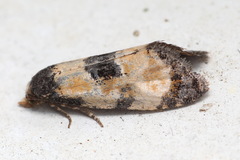 Neocochylis dubitana