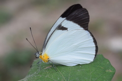 Leptophobia