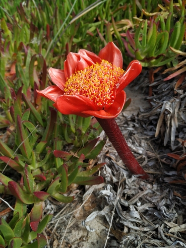 Haemanthus coccineus