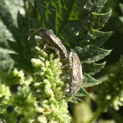 Heterogaster urticae