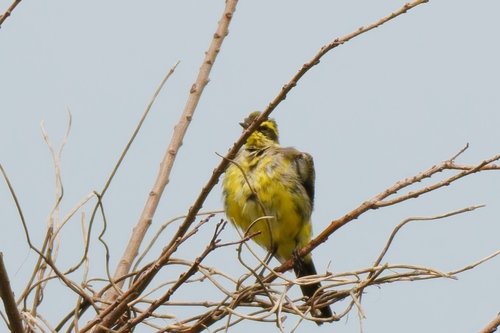 Lavandera de Chukotka (Motacilla tschutschensis)