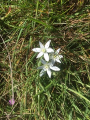 Ornithogalum umbellatum