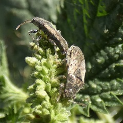 Heterogaster urticae