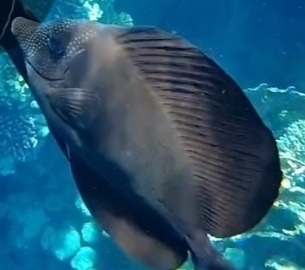 Zebrasoma desjardinii