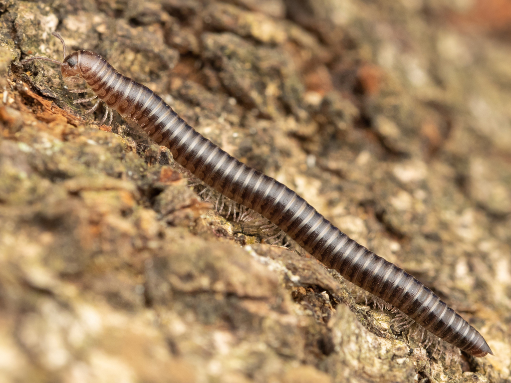 Anaulaciulus