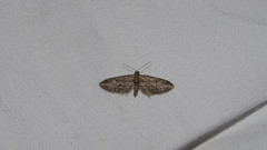 Eupithecia oxycedrata