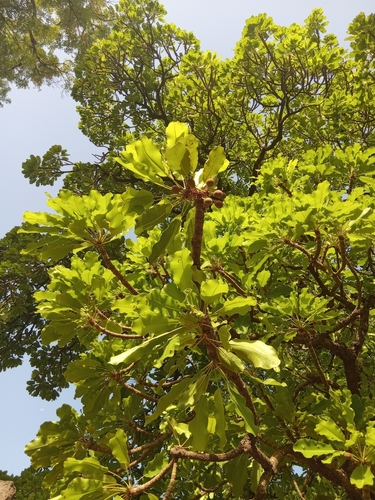 Shea Tree
