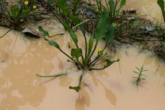 Limnocharis