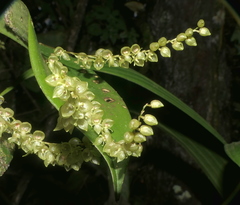 Pleurothallis antennifera