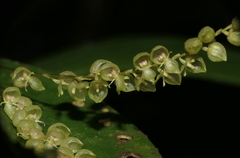Pleurothallis antennifera