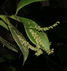Pleurothallis antennifera