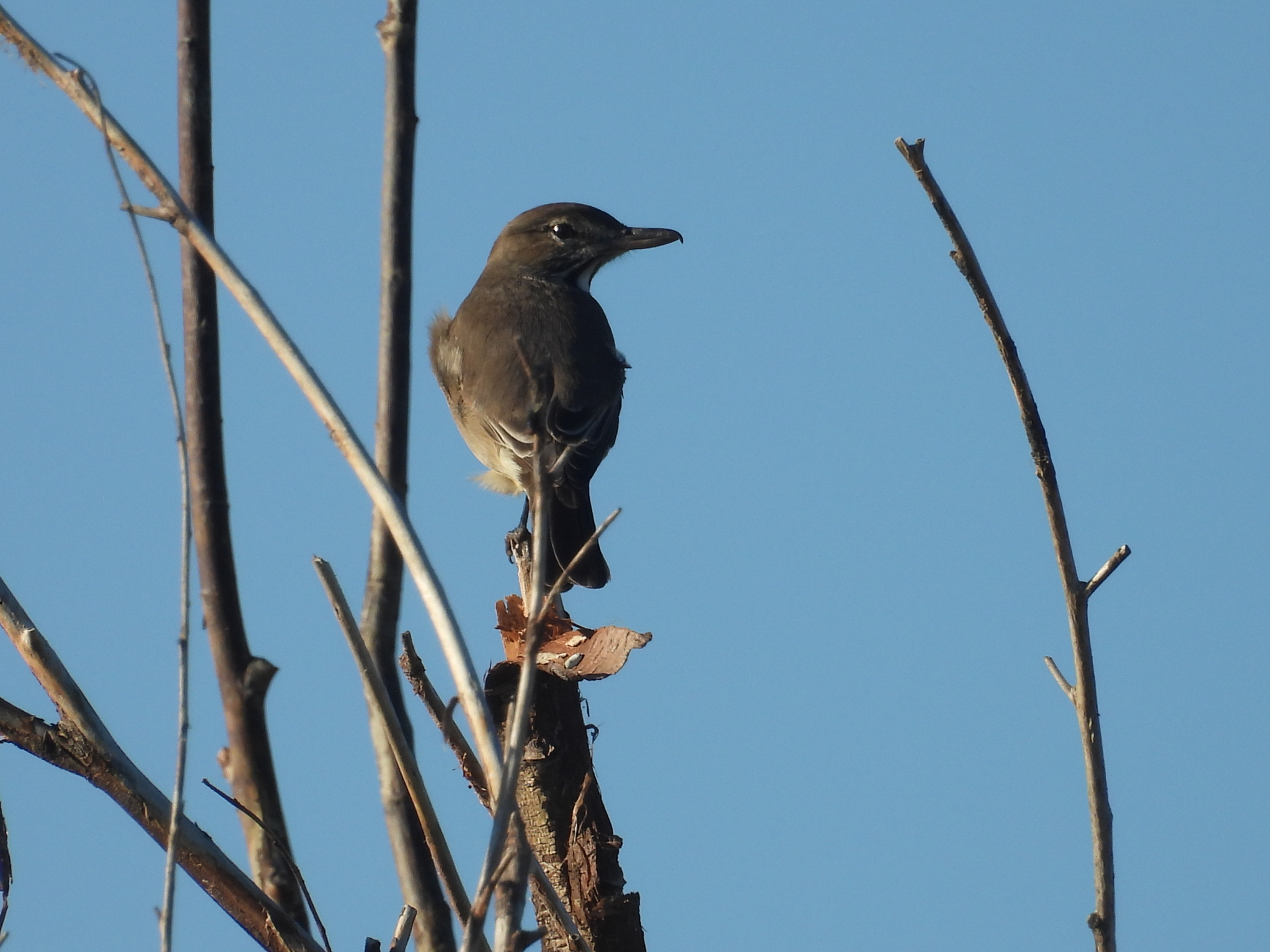 Grey-bellied Shrike-Tyrant (Agriornis micropterus), photo 6