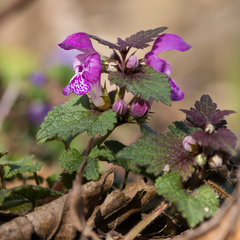 Lamium maculatum