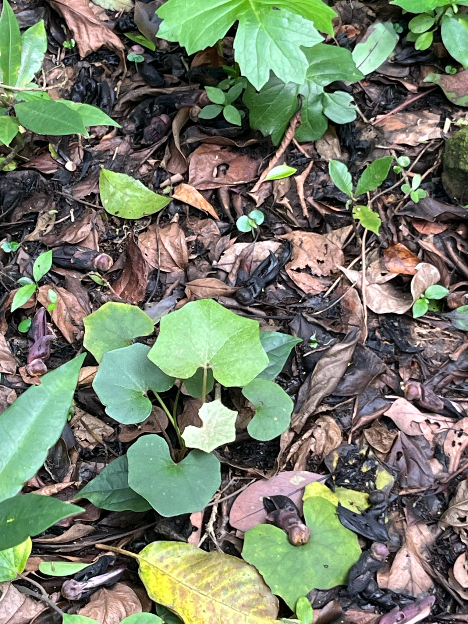 Leopard Plant (Farfugium japonicum)