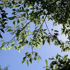 Fraxinus insularis
