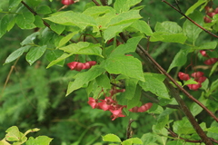 Euonymus miniata