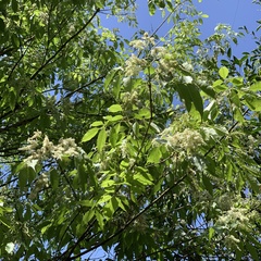 Fraxinus insularis