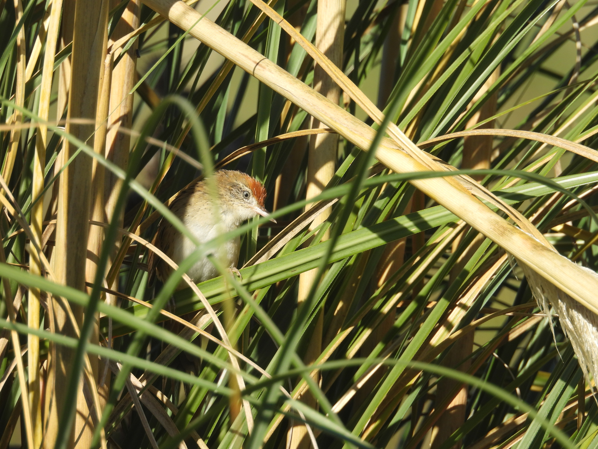 Bay-capped Wren-Spinetail (Spartonoica maluroides), photo 3