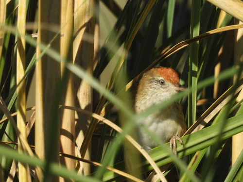 Bay-capped Wren-Spinetail (Spartonoica maluroides), photo 2