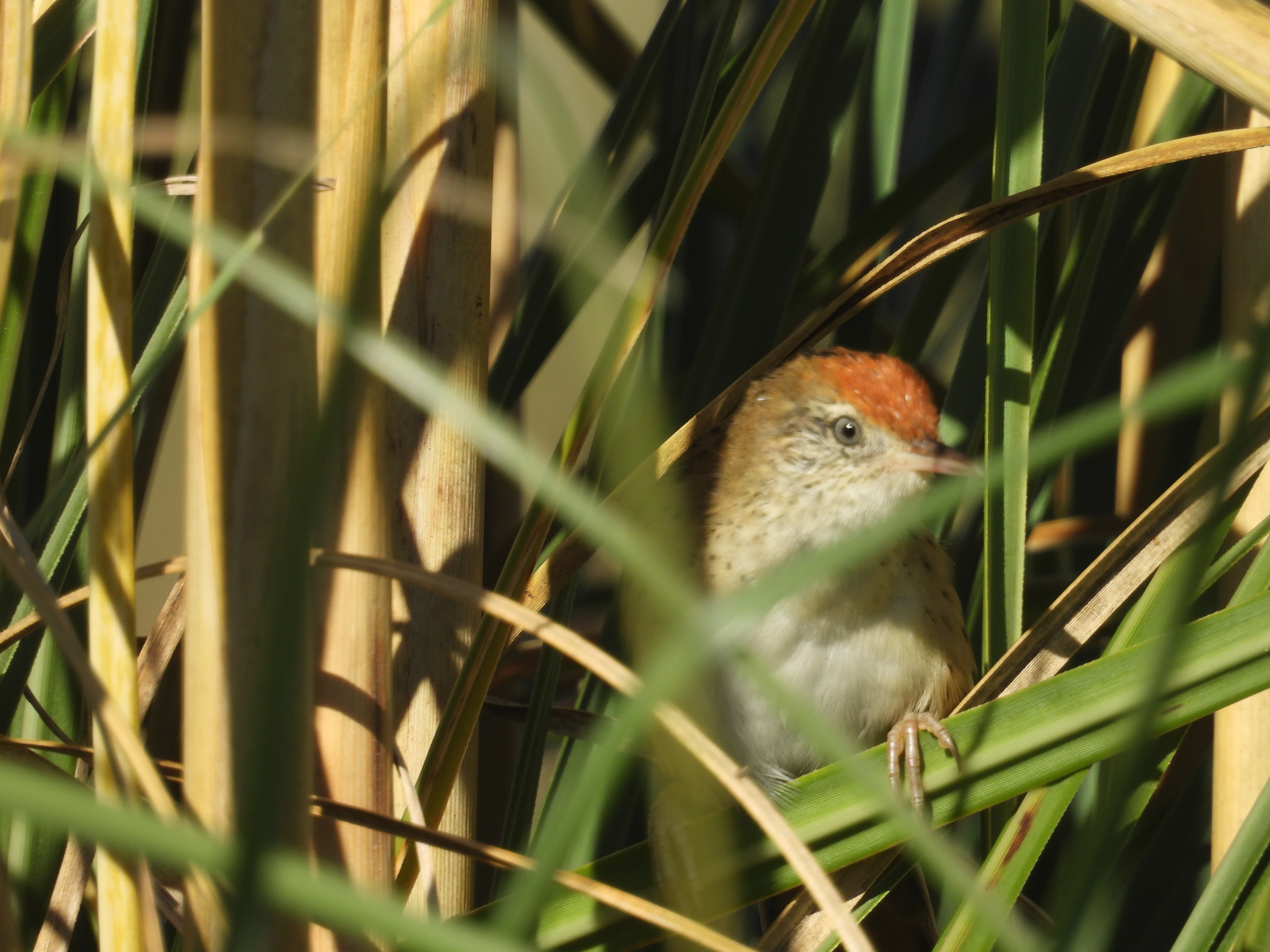 Bay-capped Wren-Spinetail (Spartonoica maluroides), photo 2
