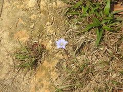 Gentiana loureiroi