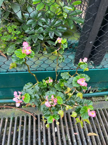 Wax begonia (Begonia cucullata)