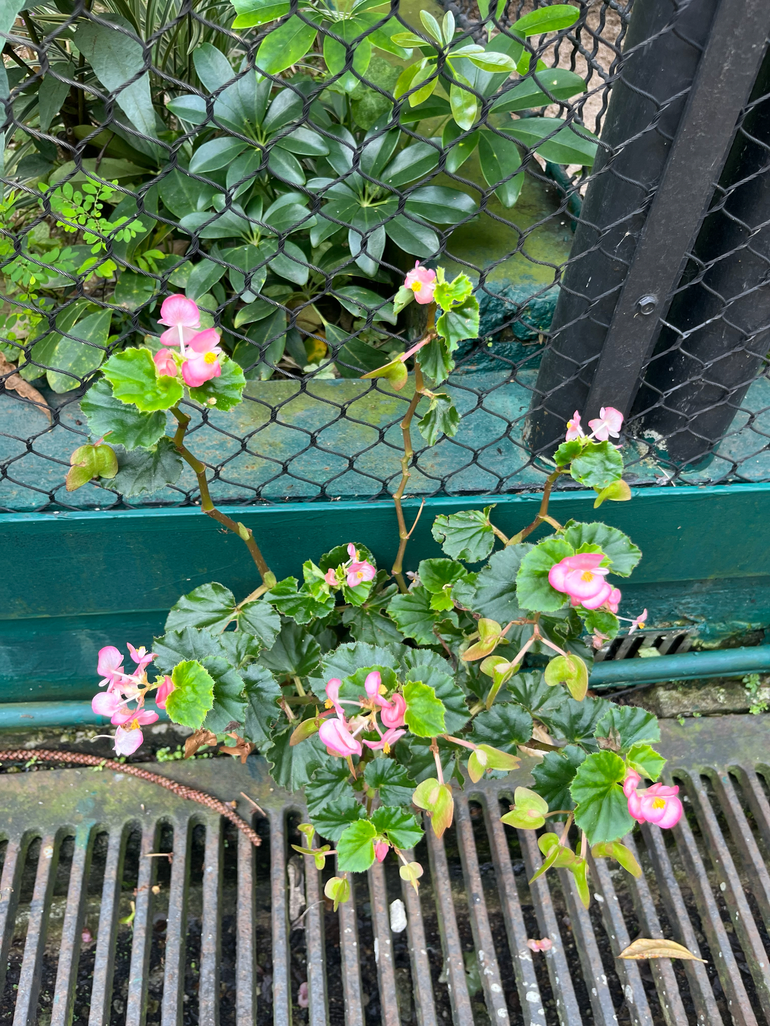 Wax Begonia (Begonia cucullata)
